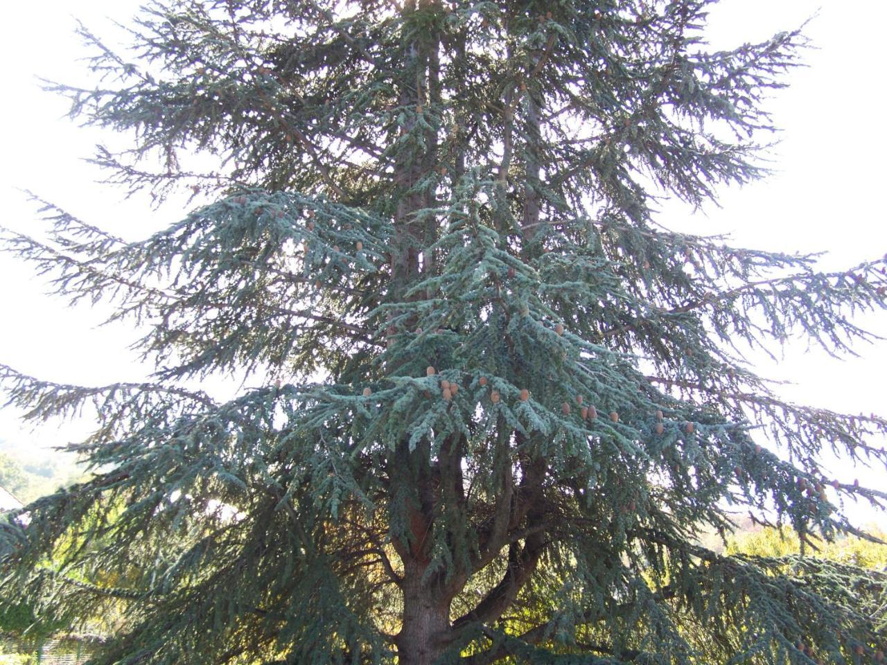 Vila Popovski Ljubaništa Extérieur photo